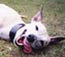 Whippet