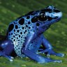 Bluefrog